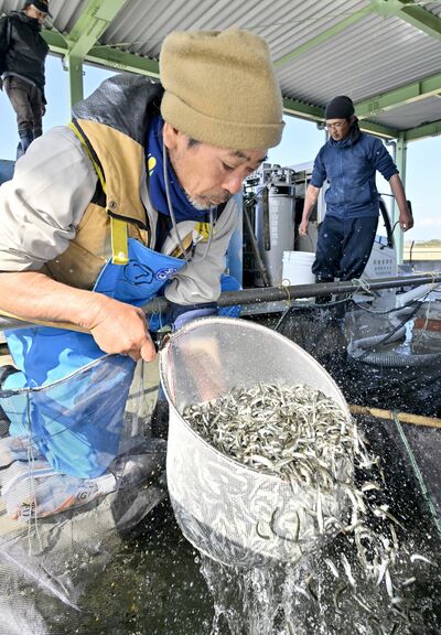 池からすくい上げられ、飛び跳ねる稚アユ=21日午前11時10分、下野市谷地賀