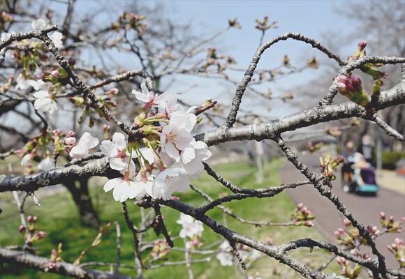 東雲公園で咲き始めた桜