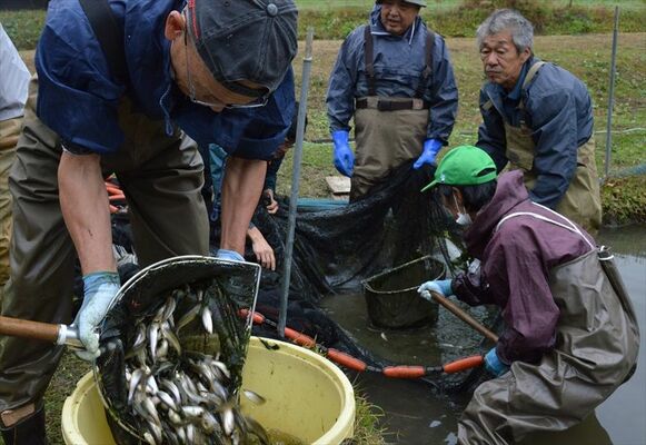 ホンモロコを水揚げする組合員ら