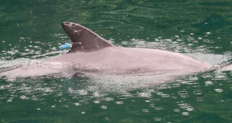 　背びれに発信機が取り付けられたイルカ＝６月中旬（福井県提供）
