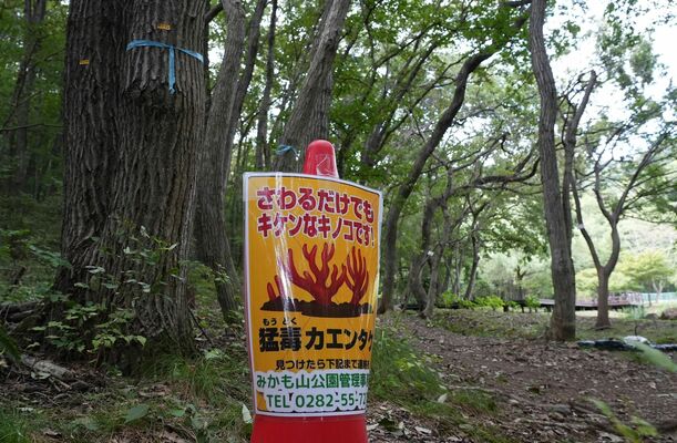 カエンタケが見つかった散策路付近