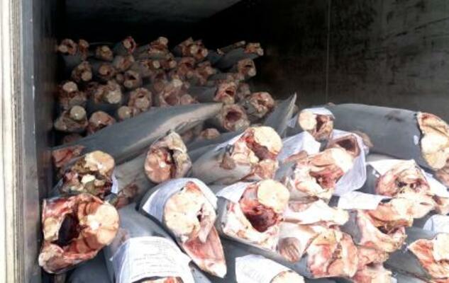 　「道源」が輸出しようとした冷凍アオザメ＝２０２５年