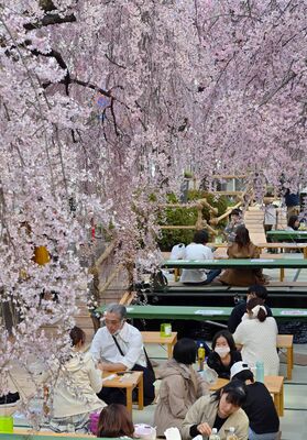 2023年開催の「かまがわ川床桜まつり」
