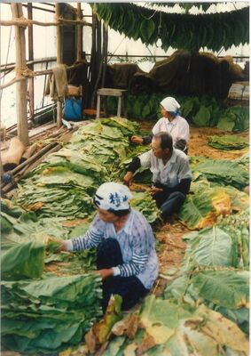 収穫した葉タバコを伸ばして乾燥する作業を行う農家（昭和40年代、町教育委員会提供）
