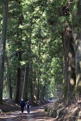 昨年植樹から400年を迎えた日光杉並木。街道の景観継承が課題となっている=3日午前、日光市野口