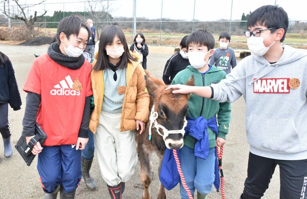子牛と最後の散歩を楽しむ児童たち
