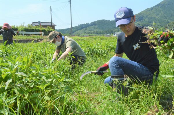 下彦間町で行われた藍草の刈り取り作業