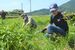 下彦間町で行われた藍草の刈り取り作業