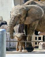 マルミミゾウの子を公開、広島