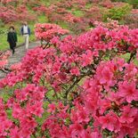 斜面鮮やか、新緑に映え　矢板・長峰公園でツツジ５千株が見頃