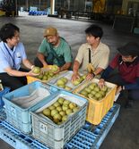 ＪＡはが野でナシ県内初出荷　糖度十分、堅めでさっぱり