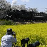 貴重なシャッターチャンス…鉄道ファンも真剣　真岡で桜と菜の花とSL競演