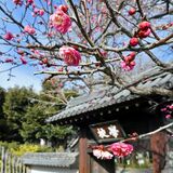 寒紅梅かれんに咲く　足利学校に冬の彩り【動画】