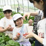 日本一のイチゴ産地をPR　真岡のいちごフェスタに１万５千人　「横町」でスイーツや地元グルメ堪能