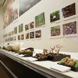 キノコ200種類、標本などで紹介　県立博物館で企画展始まる　11月まで