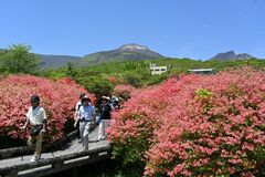 【夕刊】鮮やかなピンクの花、新緑の高原彩る
