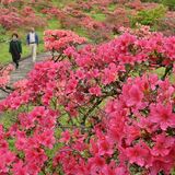 斜面鮮やか、新緑に映え　矢板・長峰公園でツツジ５千株が見頃