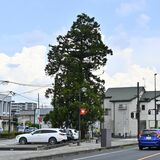 ＪＲ西那須野駅近くの一本杉　由縁は原野の目印か　那須塩原