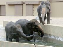 天王寺動物園でゾウ公開