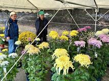 丹精した作品 大小６０点展示