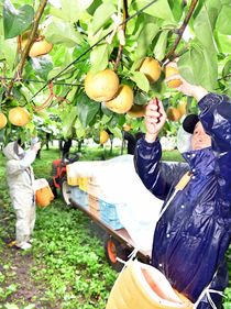 「幸水」の収穫最盛期　芳賀