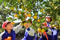 国見のミカン 収穫始まる　那須烏山