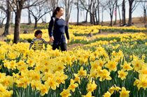 スイセン見頃 那須塩原