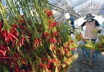 大田原でトウガラシ「栃木三鷹」が収穫期