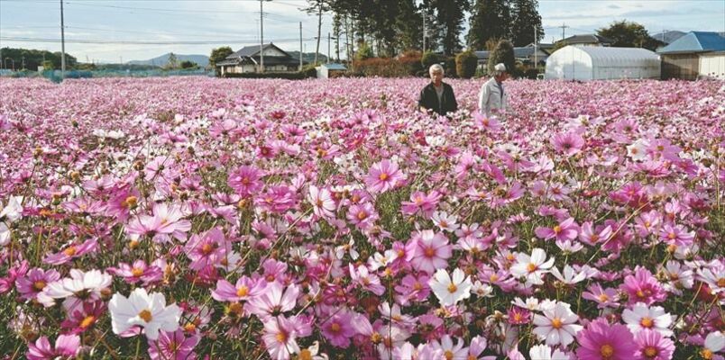見頃を迎えているコスモス畑