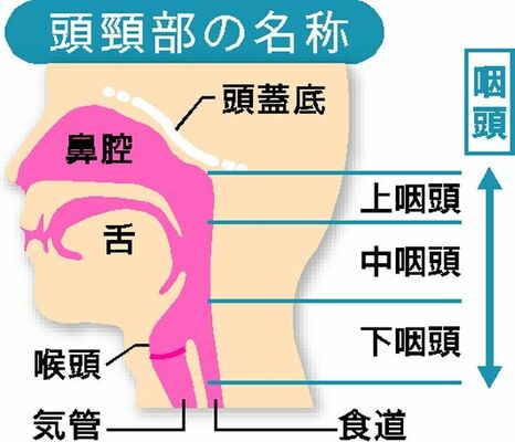 頭頸部の名称
