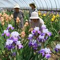 下野・石橋あやめ園でジャーマンアイリス見頃 鮮やかな色と甘い香りにうっとり