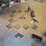 宇都宮市出没のクマの動きを解析　スピード、体高、移動距離は…　現場取材や映像などから