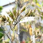 120年に１度の神秘　宇都宮でクロチクが開花