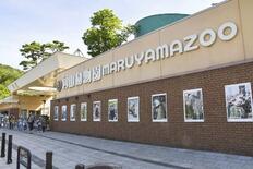 札幌、円山動物園にヒグマの足跡