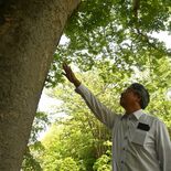 「まさか急増するとは」　20年前は「幻と言える存在」イネカメムシ大量発…