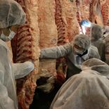 栃木県の高校生らが育てた和牛の品質競う　東京・中央卸売市場食肉市場で枝…