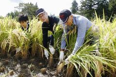 原発事故後コメ初出荷へ