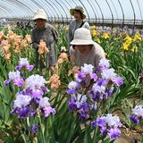 下野・石橋あやめ園でジャーマンアイリス見頃　鮮やかな色と甘い香りにうっとり