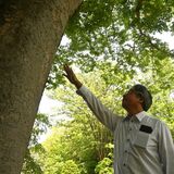 「まさか急増するとは」　20年前は「幻と言える存在」イネカメムシ大量発生に専門家驚き　温暖化など影響か