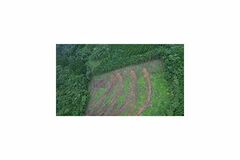 鹿児島県錦江町で再造林率100％目指す～行政×林業事業体×民間が包括連携協定を締結～