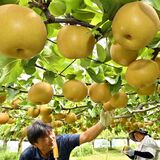 みずみずしくナシ実る「甘くシャリシャリ」芳賀の農家で収穫期　台風10号に警戒も