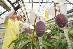 那珂川で温室マンゴー収穫最盛期