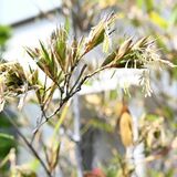 120年に１度の神秘　宇都宮でクロチクが開花