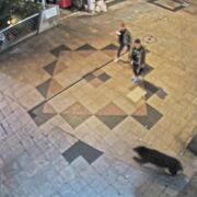 宇都宮市出没のクマの動きを解析　スピード、体高、移動距離は…　現場取材や映像などから