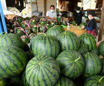 「与一西瓜」収穫始まる 大田原