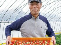 ＜232＞ 味・量ともに日本一のイチゴ産地　JAはが野の「イチゴ」