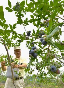 益子でブルーベリー収穫