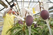 那珂川で温室マンゴー収穫最盛期