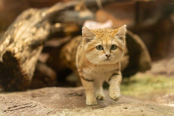 移送するスナネコの「シャリフ」（那須どうぶつ王国提供）