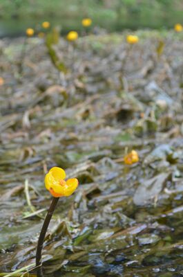 菊沢川で黄色い花を咲かせるナガレコウホネ